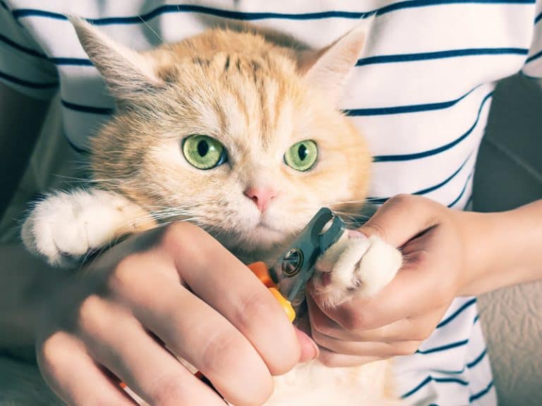8 Tips for Trimming the Claws of an Aggressive Cat - Trimming Cat Claws With A Loved One