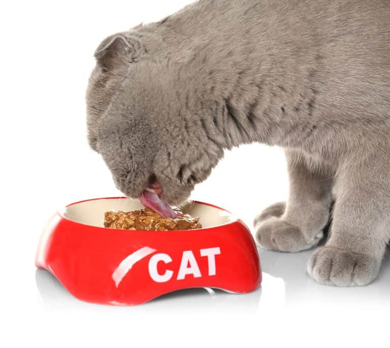 How To Feed Cat Wet Food While Away?