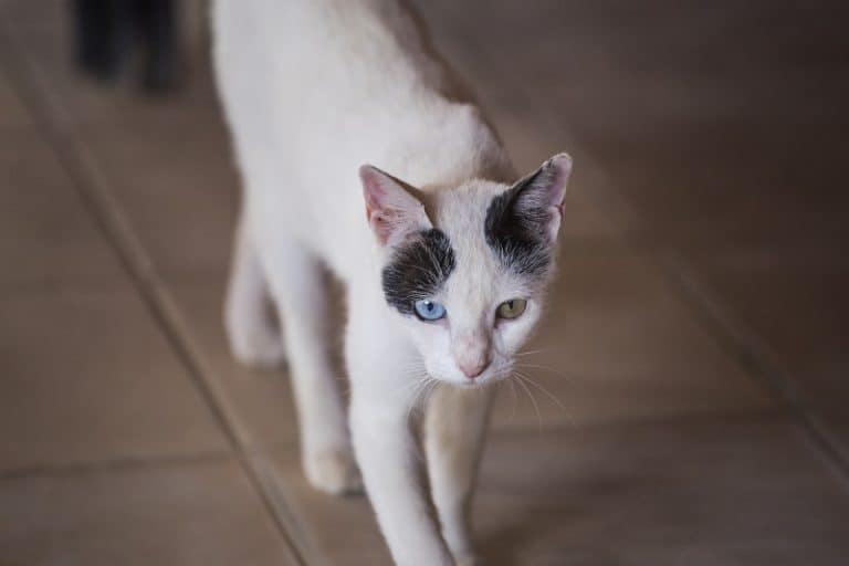 My Cat Is So Skinny I Can Feel Her Bones