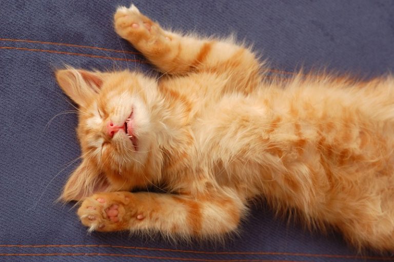 View of Cat Purring With Mouth Open