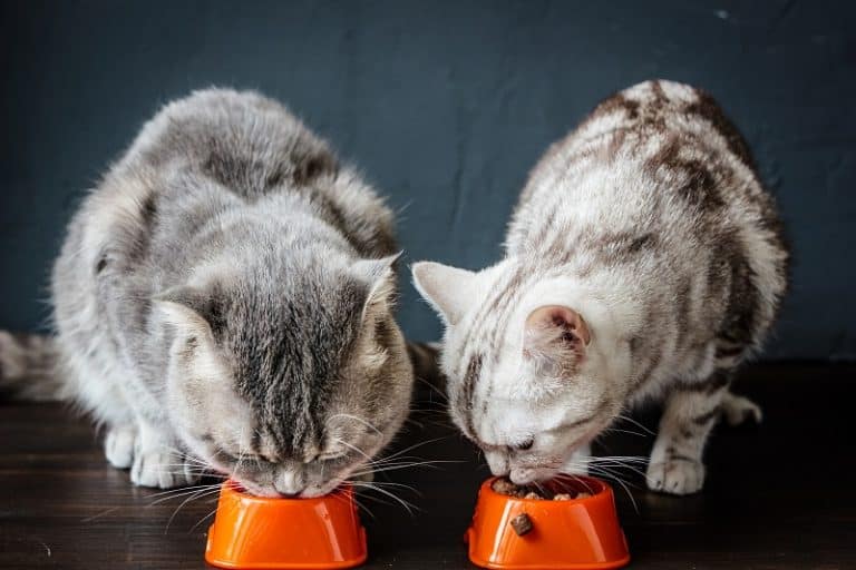 How To Feed Cat Wet Food While Away?