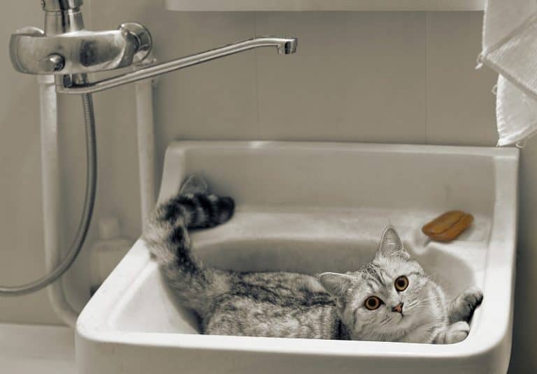 How to Wash a Cat Without Water