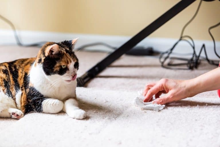 How to Get Rid of Cat Urine in Carpet?