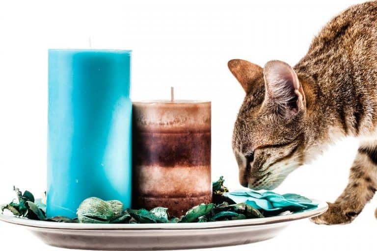Is Incense Bad For Cats