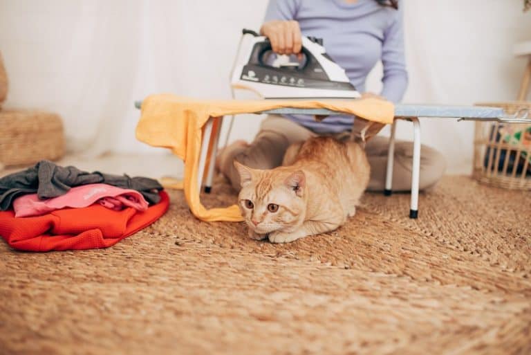 My Cat Peed On My Clothes Right In Front Of Me