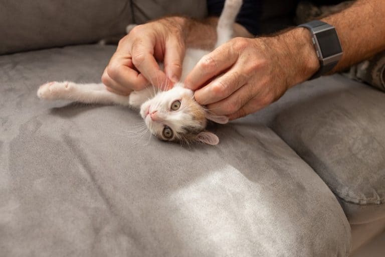 How to Treat a Kitten with Fleas in 4 Simple Steps