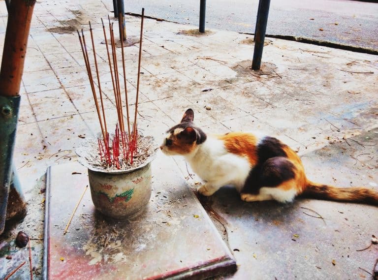 Is Incense Bad For Cats