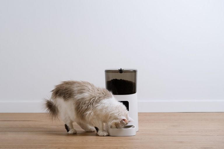 How To Feed Cat Wet Food While Away?