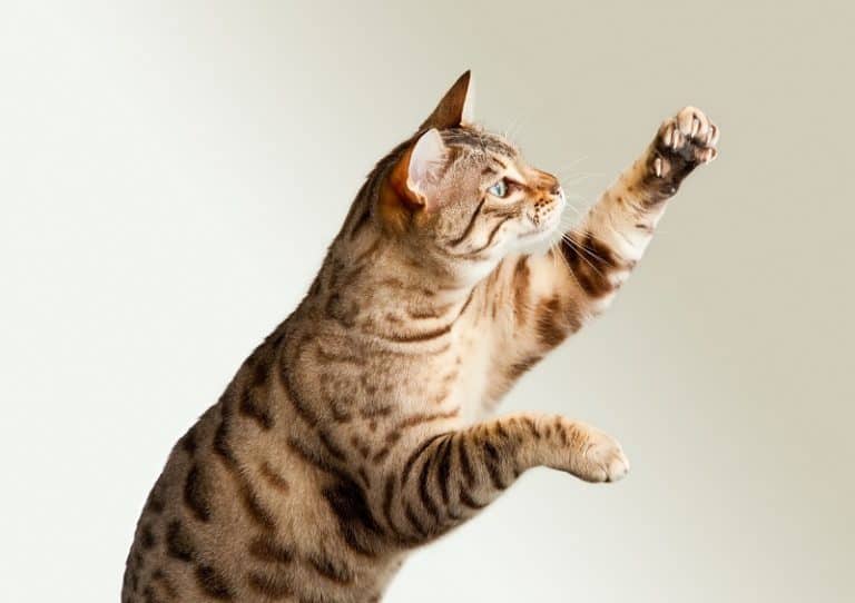 How Much Does It Cost To Microchip A Cat