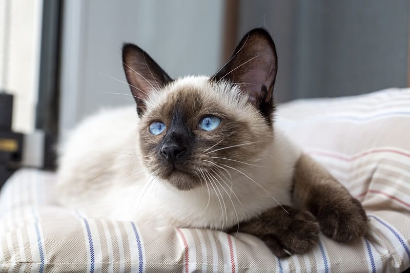 How Much Do Siamese Cats Cost 2022 