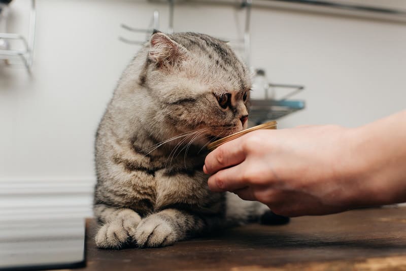 How Many Cans Of Fancy Feast Per Day