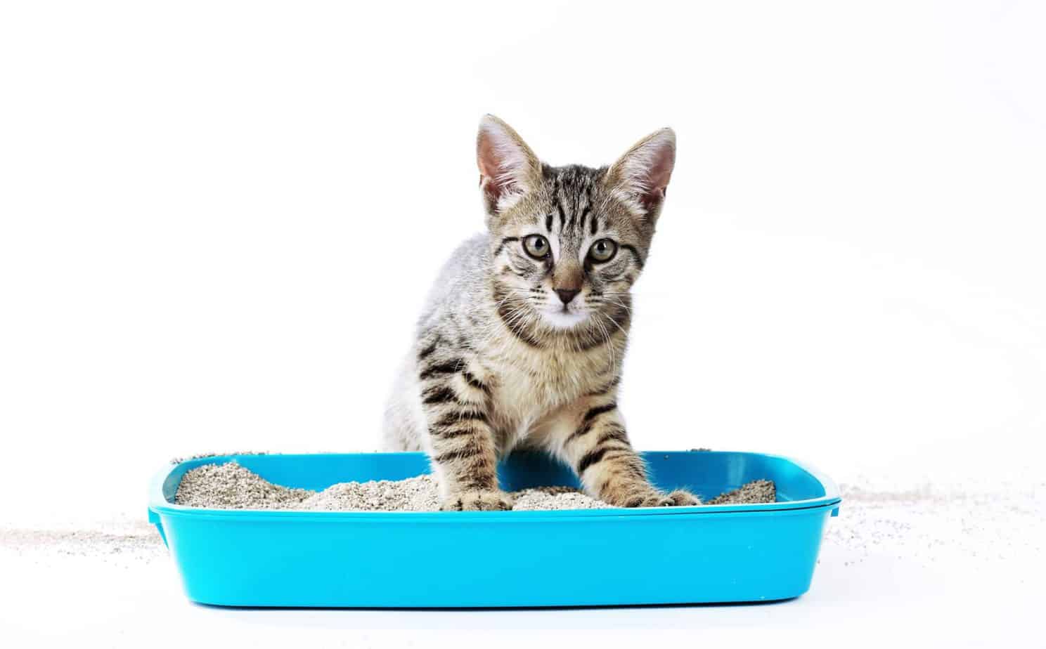 How to Clean a Litter Box with Bleach
