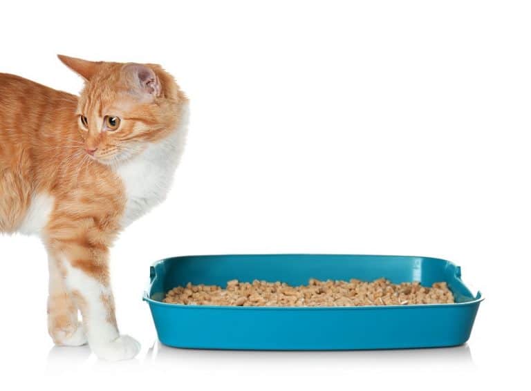 Litter Champ Vs. Litter Genie