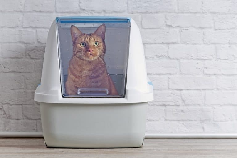 Litter Locker Vs. Litter Genie