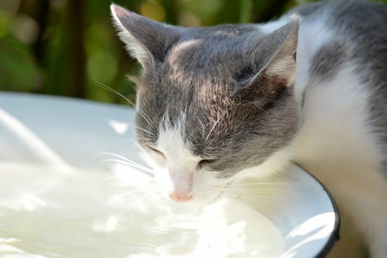 What Temperature Is Too Hot for Cats?