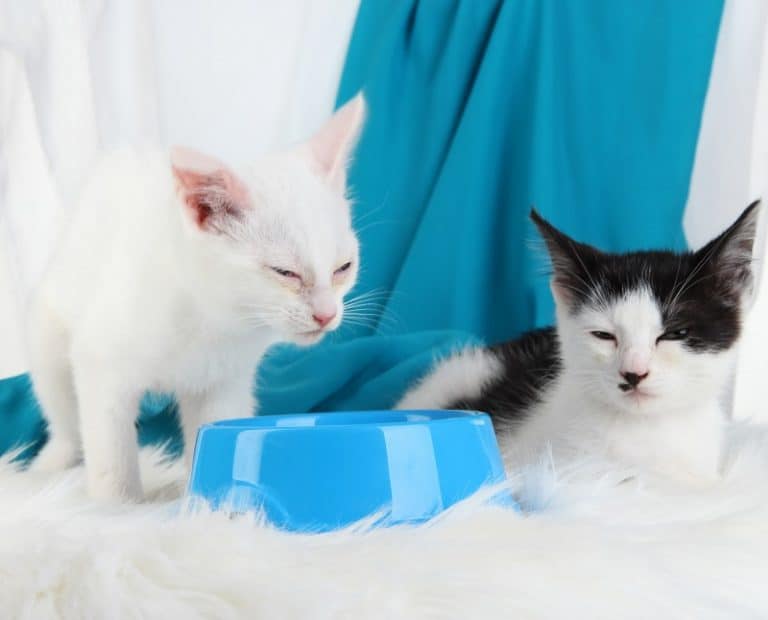 Why Do Cats Lay Next To The Water Bowl?
