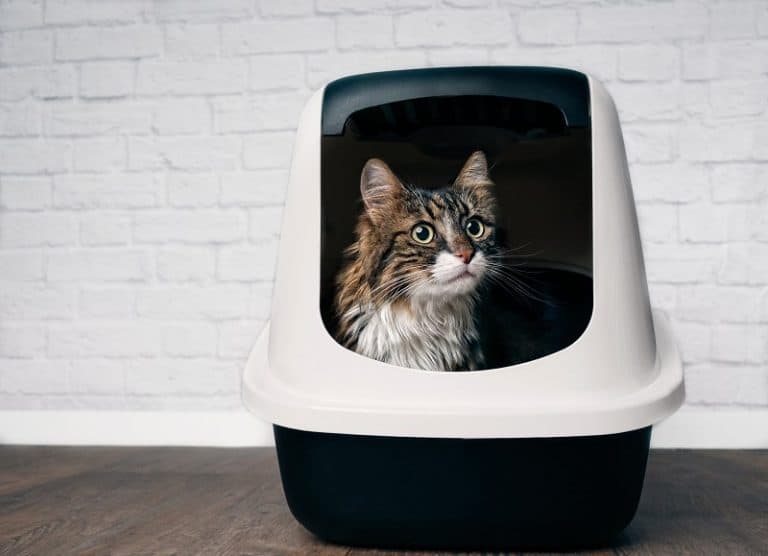 Do Maine Coon Cats Use A Litter Box?
