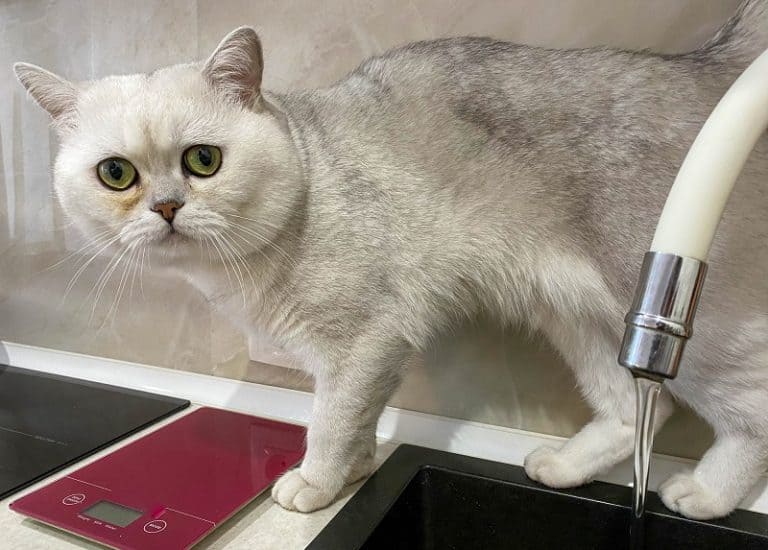 Why is My Cat Peeing in The Sink?