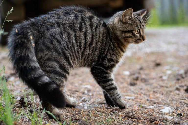 Why Do Cats Walk Sideways?