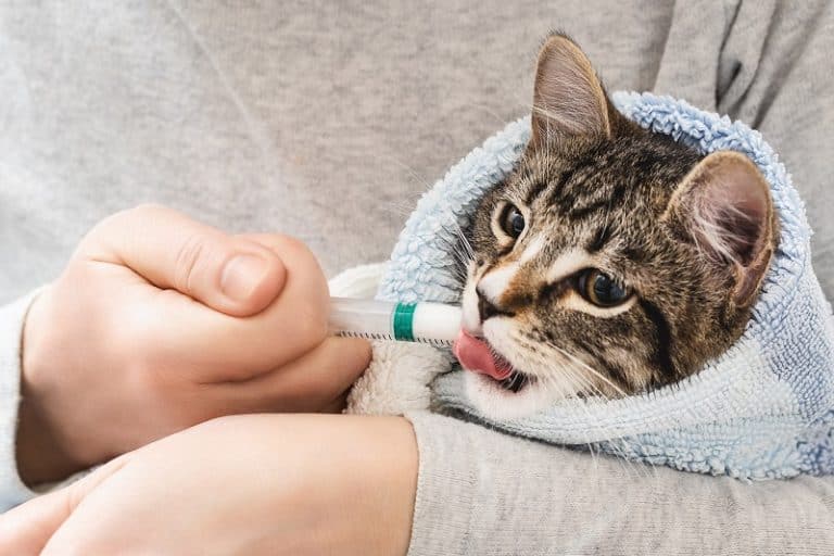 Syringe Feeding A Cat