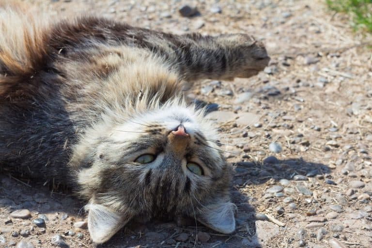 Why Do Cats Roll in Dirt?