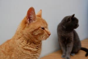Cat Hissing At a New Kitten