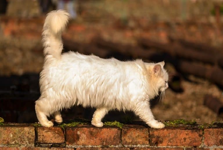 Can I Take My Persian Cat for a Walk?