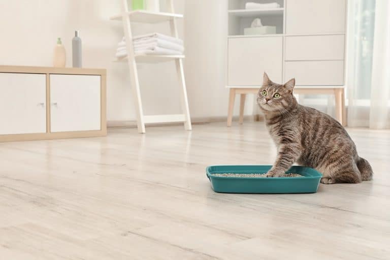 Cat Litter That Doesn’t Stick To Paws