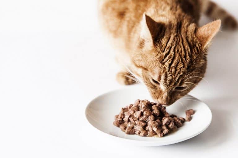 How Much Should A Nursing Cat Eat?
