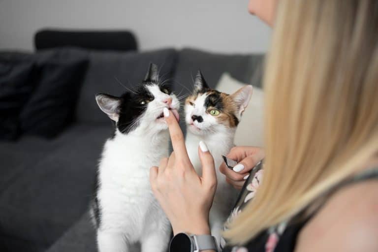 Why Does My Cat Lick My Hair?