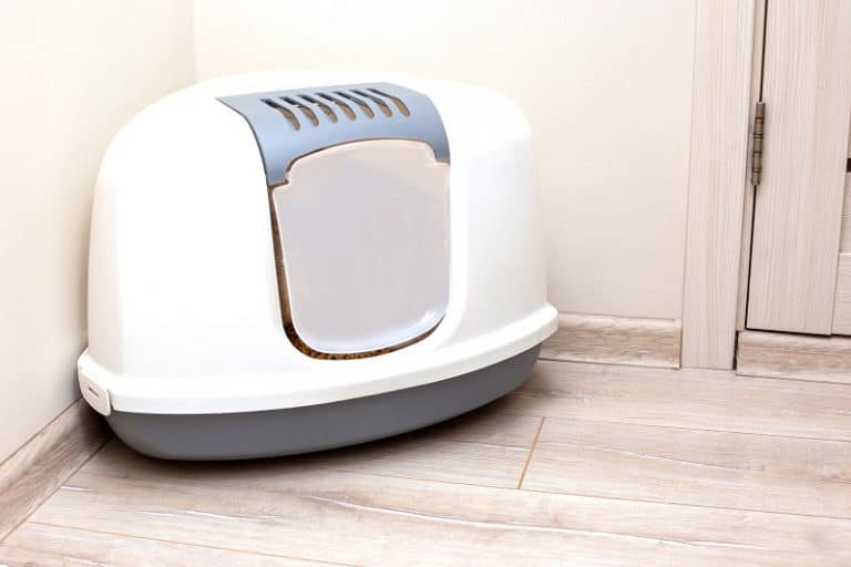 Where To Put a Cat Litter Box In a Small Apartment?
