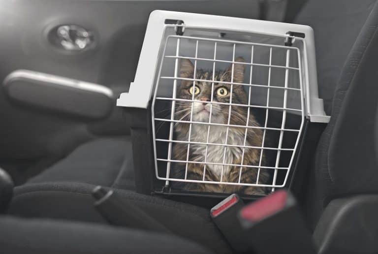 Cats Panting in Car Reasons and How to Help your Cat