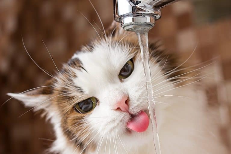What Can Cats Drink Besides Water What can cats drink besides water