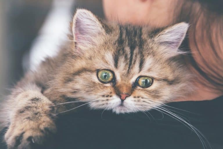 Stunning Why Do Cats Cry For Attention And Affection From Family Members image