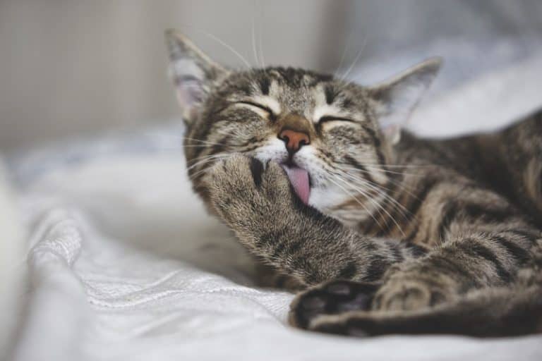 Why Does My Cat Drool When Kneading?