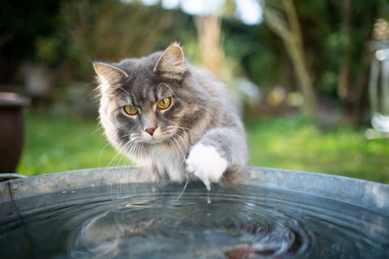 Do Maine Coons Like Water?