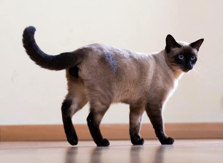 How Big Do Siamese Cats Get?