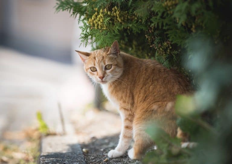 Why Do Cats Disappear For Days At a Time?