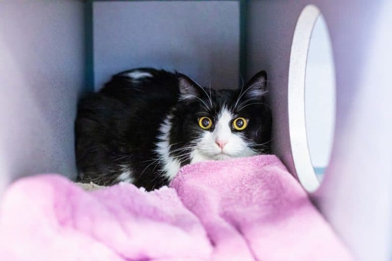 When Do Male Cats Start Spraying?