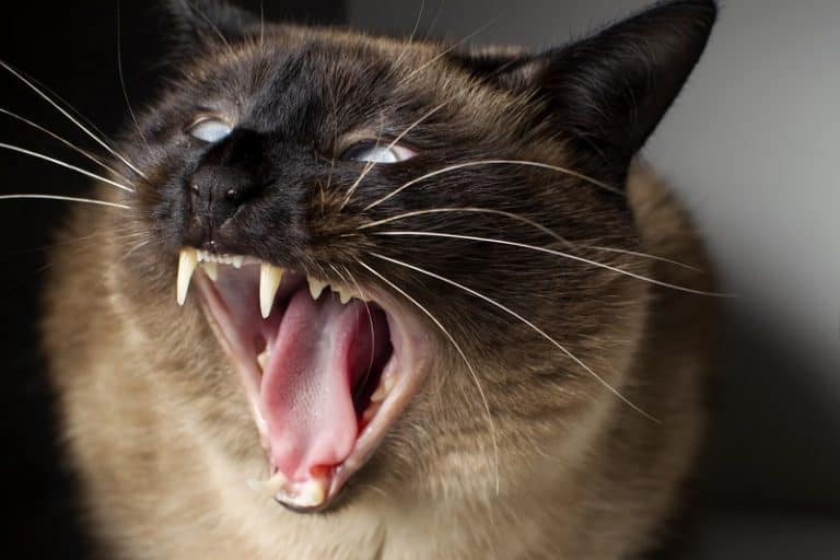 Why Do Siamese Cats Bite So Much?