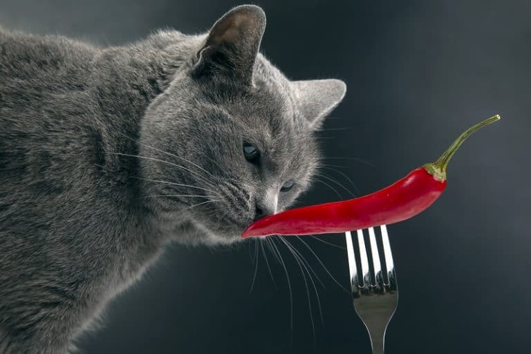 Can Cats Taste Spicy?