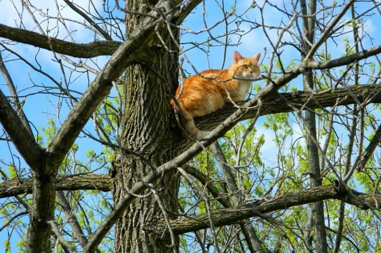 How Long Can A Cat Stay In A Tree?