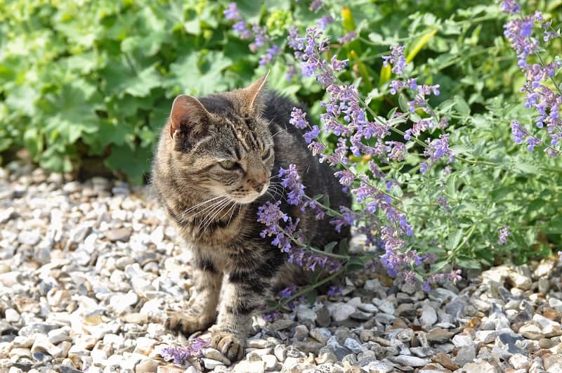How Often Can I Give My Cat Catnip 