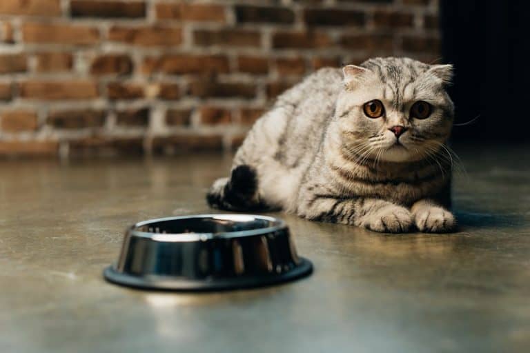 How to Get an Anemic Cat to Eat?
