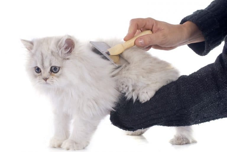 Why Is My Cat So Skinny?