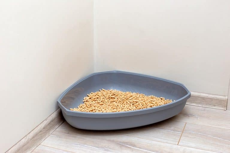 Can You Flush Cat Litter?