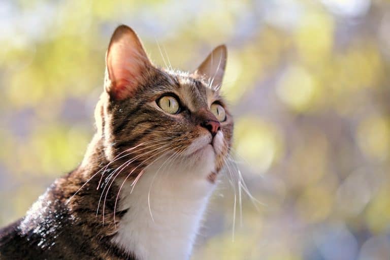 Why Do a Cats’ Ears Twitch?