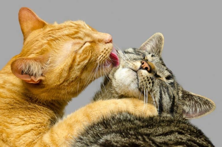Why Do Cats Groom Each Other And Then Fight?