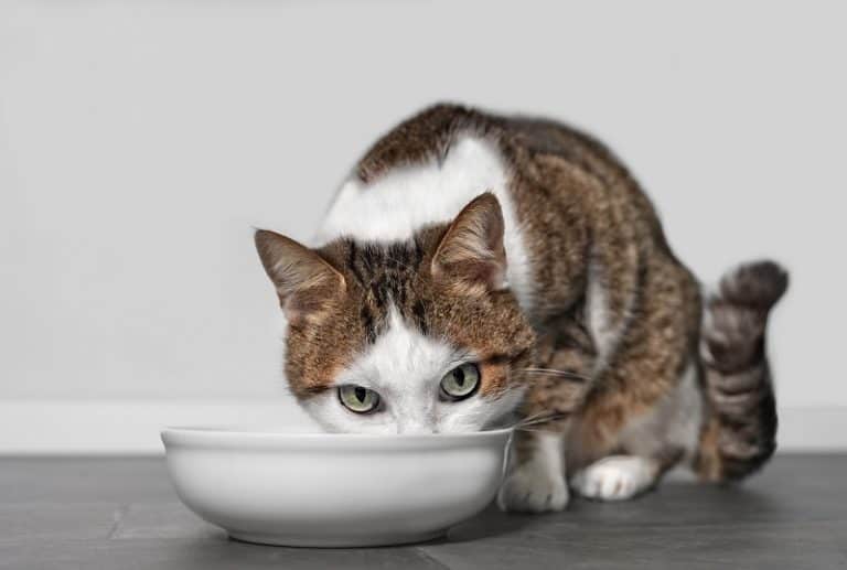 Why Do Cats Try to Bury Their Food?