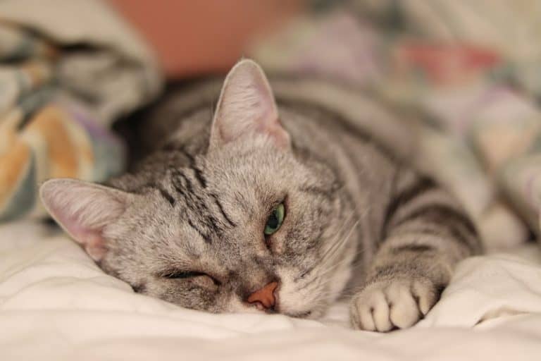 Why Do Cats Curl Up?